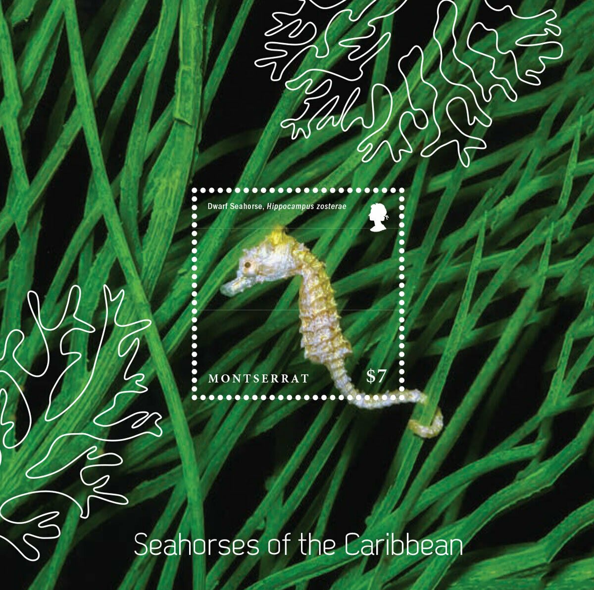 Montserrat - 2015 Seahorses Of The Caribbean - Souvenir Sheet - Mnh
