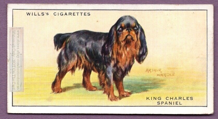 King Charles  Dog Canine Pet 1930s Ad Trade Card
